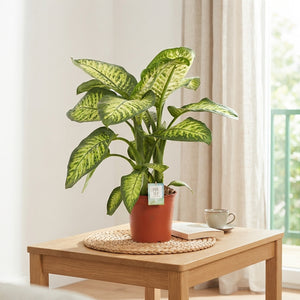Dieffenbachia ‘Lemon Tropic’ Dumb Cane – 24cm Pot, 80cm High
