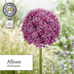 Allium ‘Globemaster’ Flower Bulb