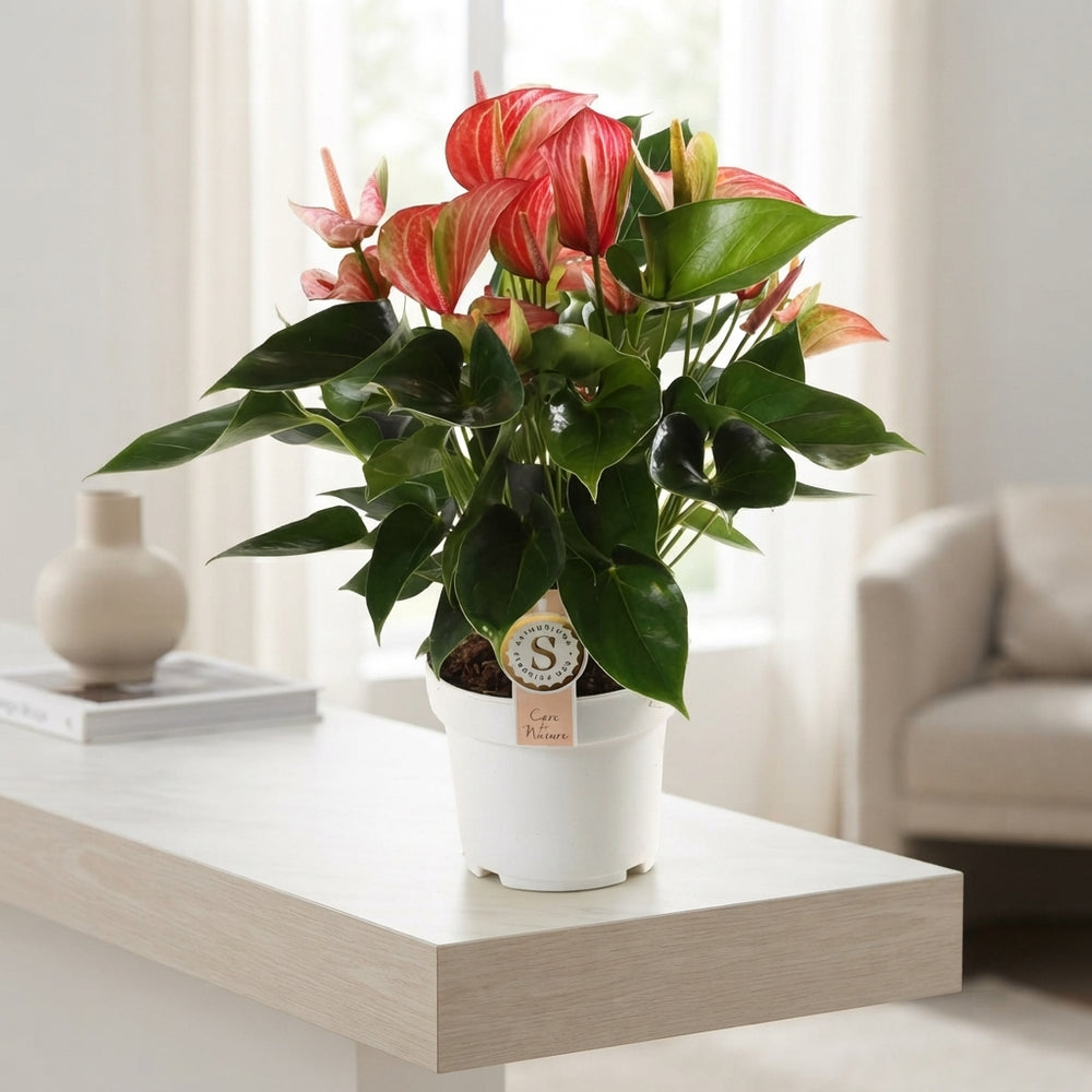 Red Anthurium 'Livium' (Flamingo Flower) – 17cm Pot