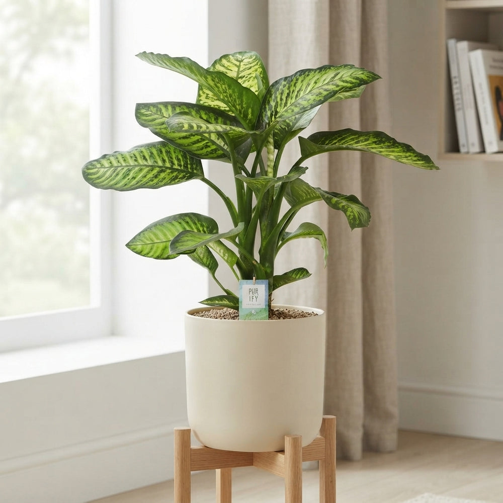 Dumb Cane (Dieffenbachia seguine) ‘Maroba’ – 24cm Pot, Approx. 90cm