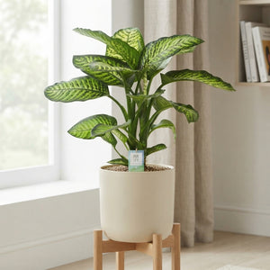 Dumb Cane (Dieffenbachia seguine) ‘Maroba’ – 24cm Pot, Approx. 90cm