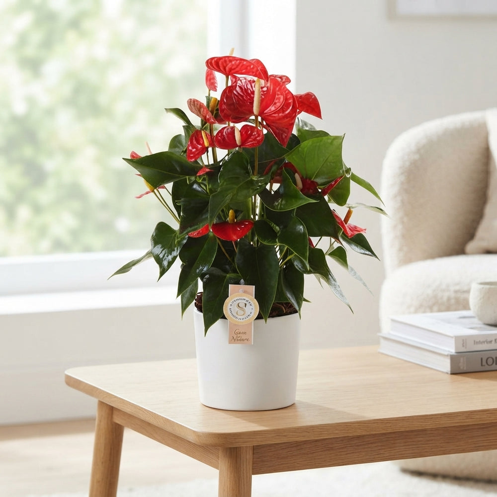 Red Anthurium ‘Champion’ – 17cm Pot, Approx. 60cm
