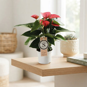 Pink Anthurium ‘Pink Champion’ – 9cm Pot, 30cm High