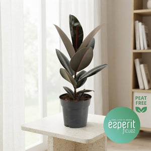 Abidjan Rubber Plant (Ficus elastica) – 17cm Pot, 55cm High