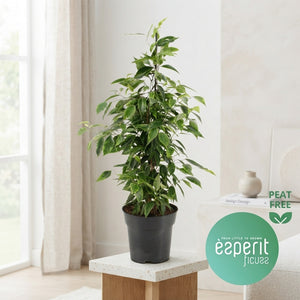 Weeping Fig ‘Anastasia’ (Ficus benjamina) – 17cm Pot