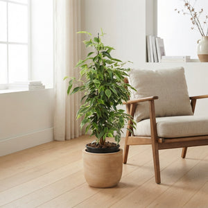Weeping Fig (Ficus benjamina) – 17cm Pot, 70cm Height