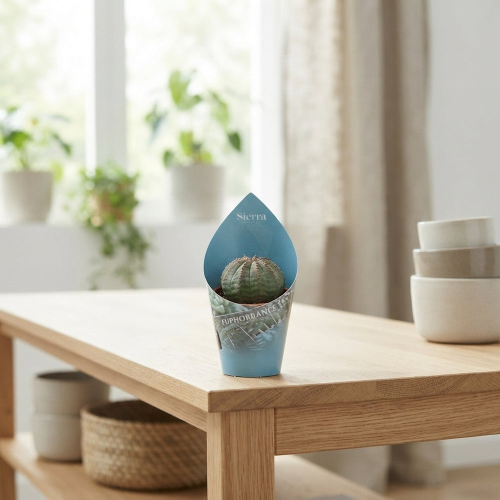 Mixed Cactus Collection – 5.5cm Pot