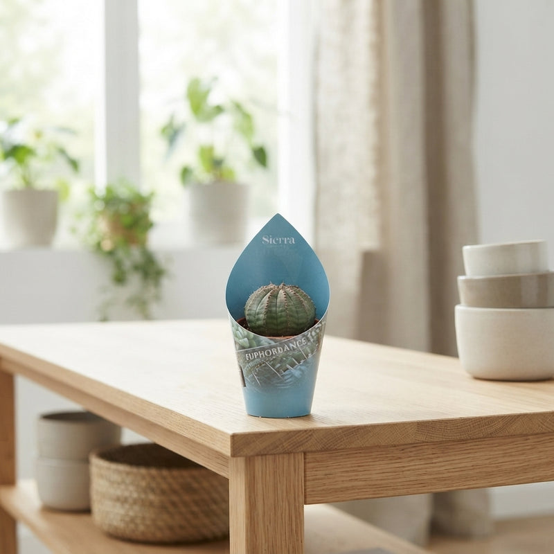 Mixed Cactus Collection – 5.5cm Pot
