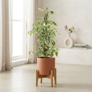 Ficus ‘Golden King’ – 17cm Pot, 70cm Tall