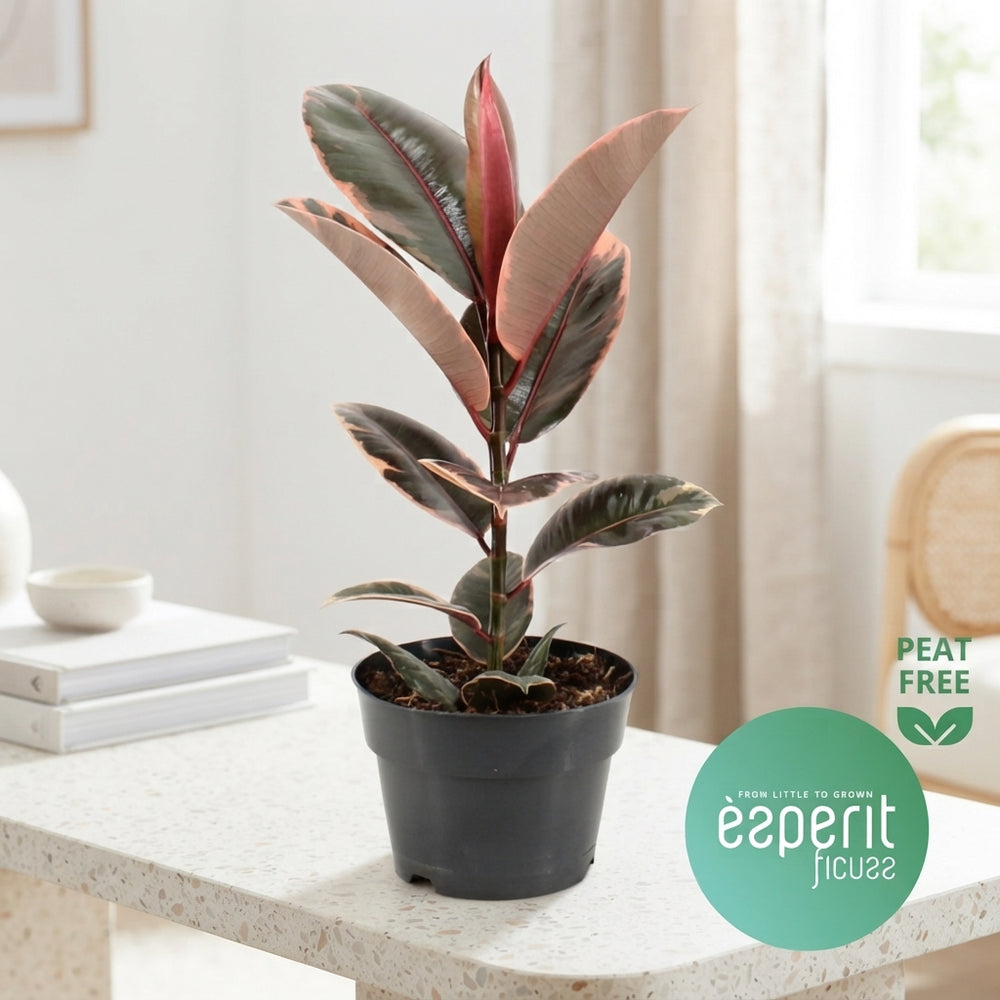 Belize Rubber Plant (Ficus elastica ‘Belize’) – 17cm Pot