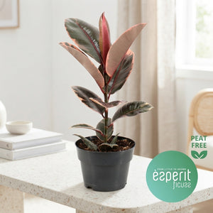 Belize Rubber Plant (Ficus elastica ‘Belize’) – 17cm Pot