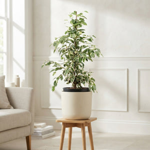 Twilight Weeping Fig (Ficus benjamina) – 17cm Pot, 70cm Tall