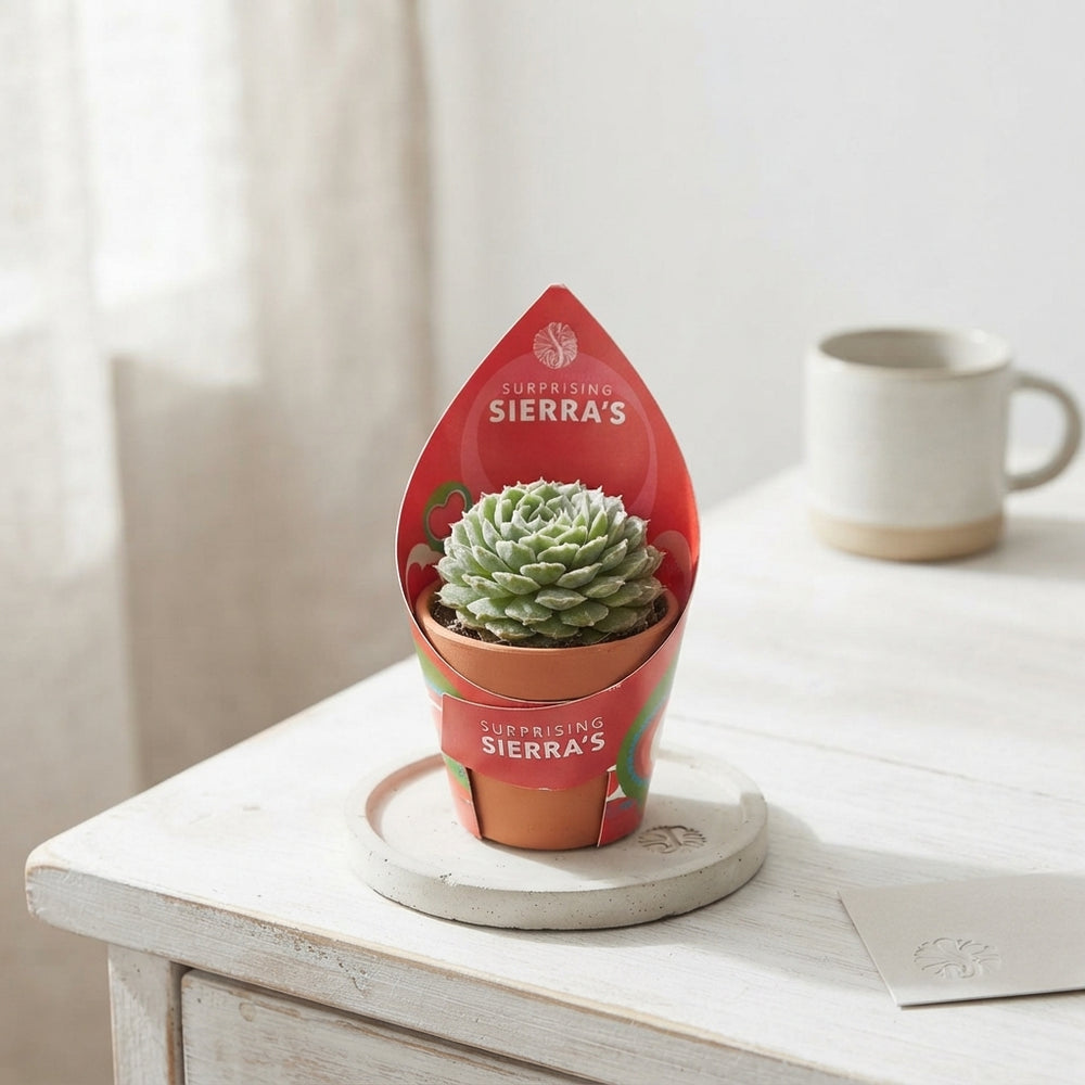 Mixed Surprise Succulent Collection – 5.5cm Pot