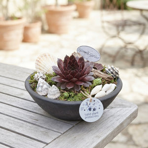 Sempervivum Houseleek Arrangement – 27cm Ceramic Pot