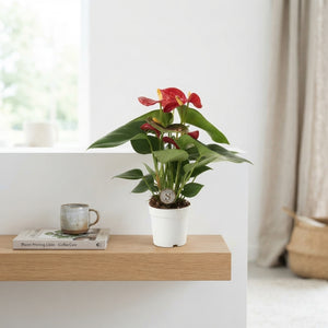 Mixed Anthurium Houseplant – 7cm Pot
