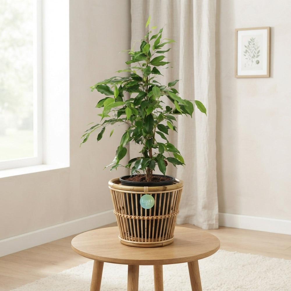 Mixed Green Houseplants – 17cm Pot, Approx. 55cm High