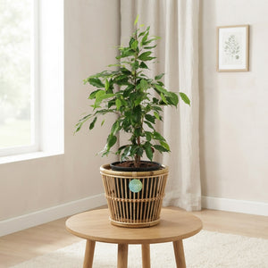 Mixed Green Houseplants – 17cm Pot, Approx. 55cm High