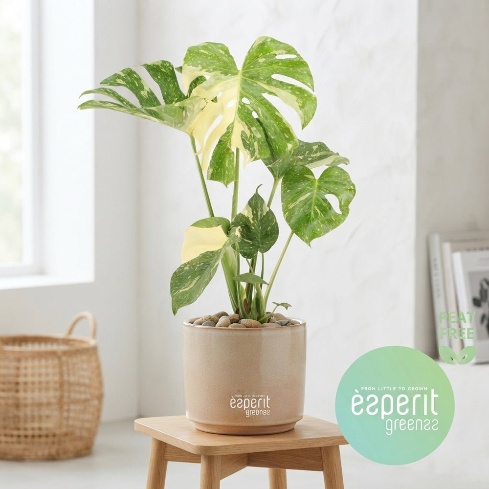 Thai Constellation Monstera (Monstera deliciosa) – 17cm Pot