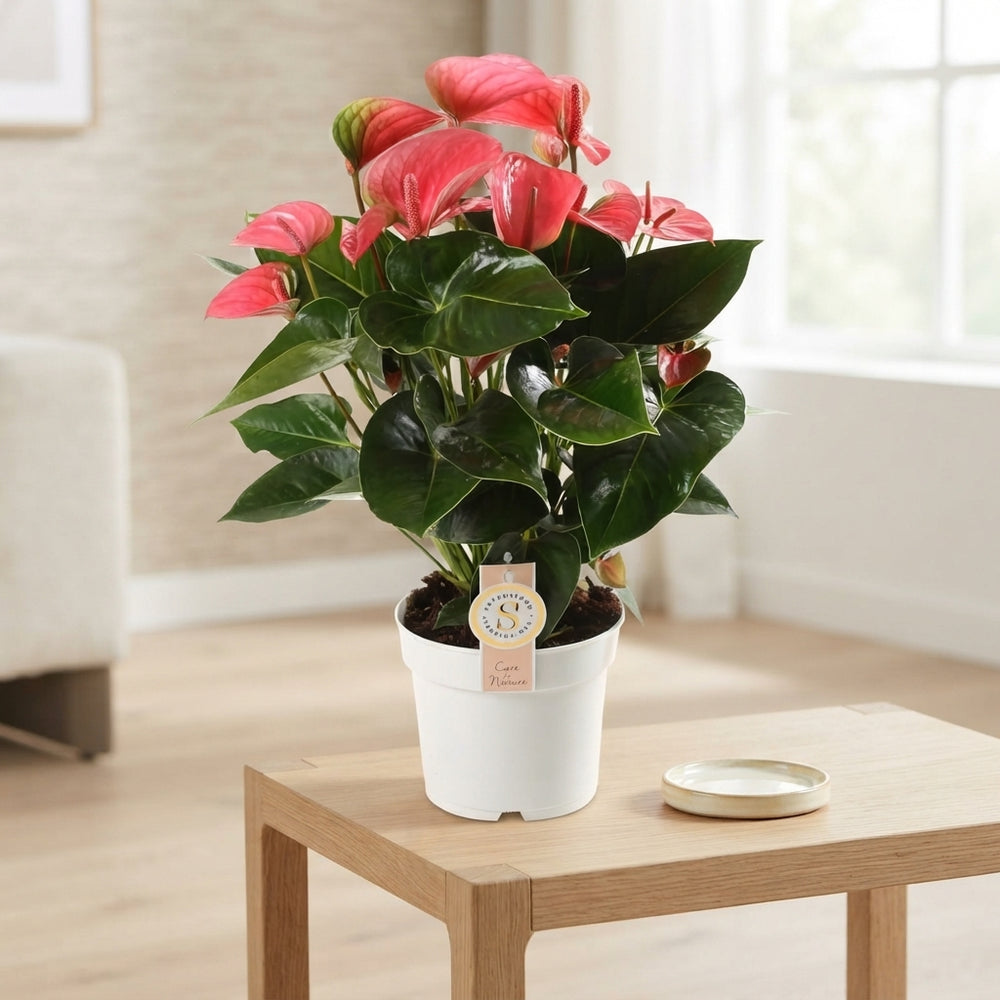 Pink Flamingo Flower Anthurium ‘Pink Champion’ – 17cm Pot