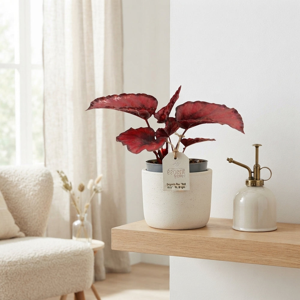 Rex Begonia ‘Red Kiss’ (Begonia rex) – 8.5cm Pot