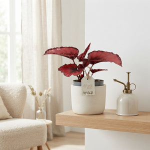 Rex Begonia ‘Red Kiss’ (Begonia rex) – 8.5cm Pot