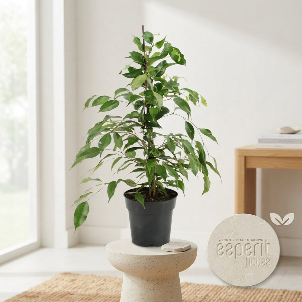 Weeping Fig (Ficus benjamina ‘Danita’) – 17cm Pot