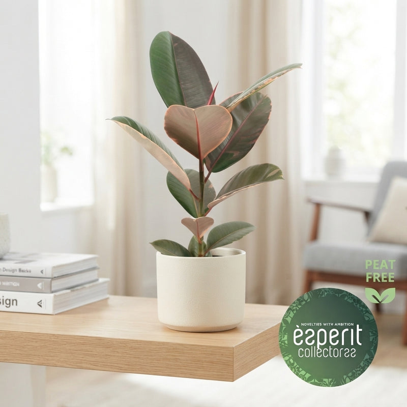 Pink Camouflage Rubber Plant (Ficus elastica) – 17cm Pot