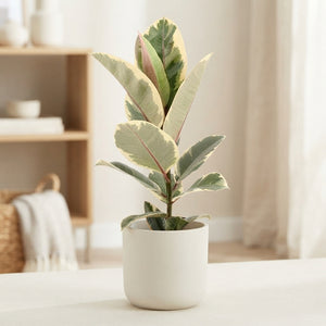 Ficus El Tineke Rubber Plant – 17cm Pot, 55cm High