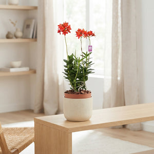 Epidendrum Orchid – 15cm Pot, Approx. 50cm High