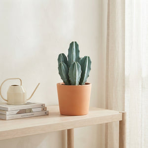 Blue Candle Cactus (Myrtillocactus geometrizans) – 8.5cm Pot