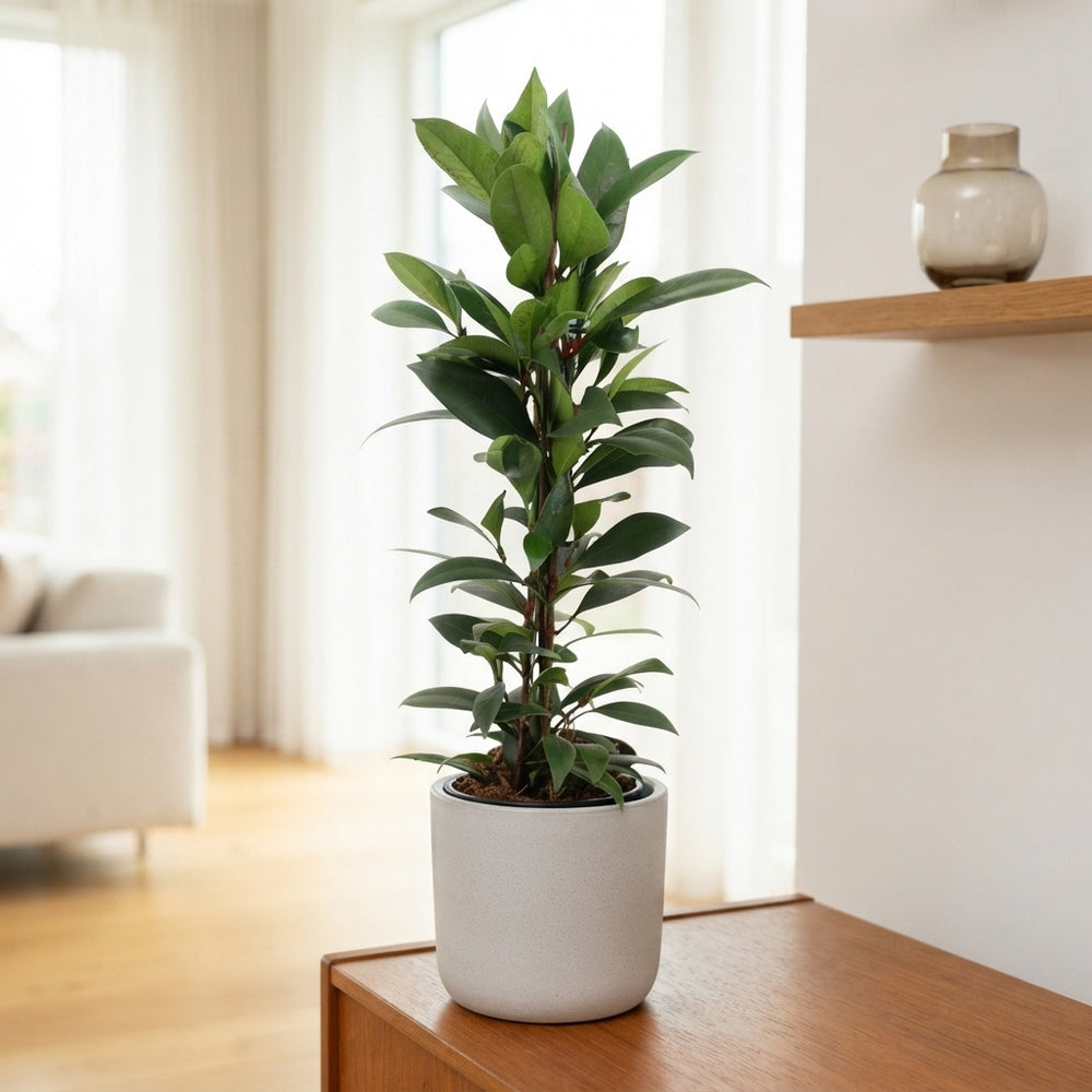 Ficus cyathistipula Houseplant – 17cm Pot, Approx. 70cm Tall