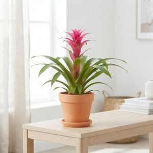 Mixed Bromeliad Houseplant – 12cm Pot, 38cm High