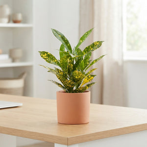 Gold Sun Croton (Codiaeum variegatum) – 6cm Pot