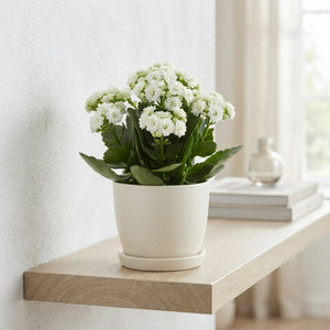 White Double Kalanchoe – 10.5cm Pot