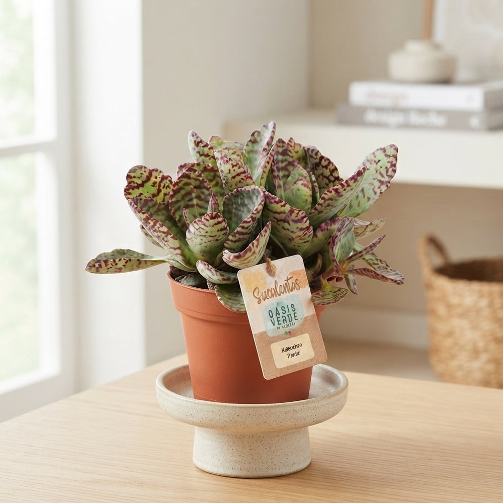 Kalanchoe ‘Perdiz’ Houseplant – 14cm Pot