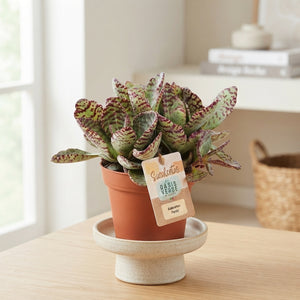 Kalanchoe ‘Perdiz’ Houseplant – 14cm Pot