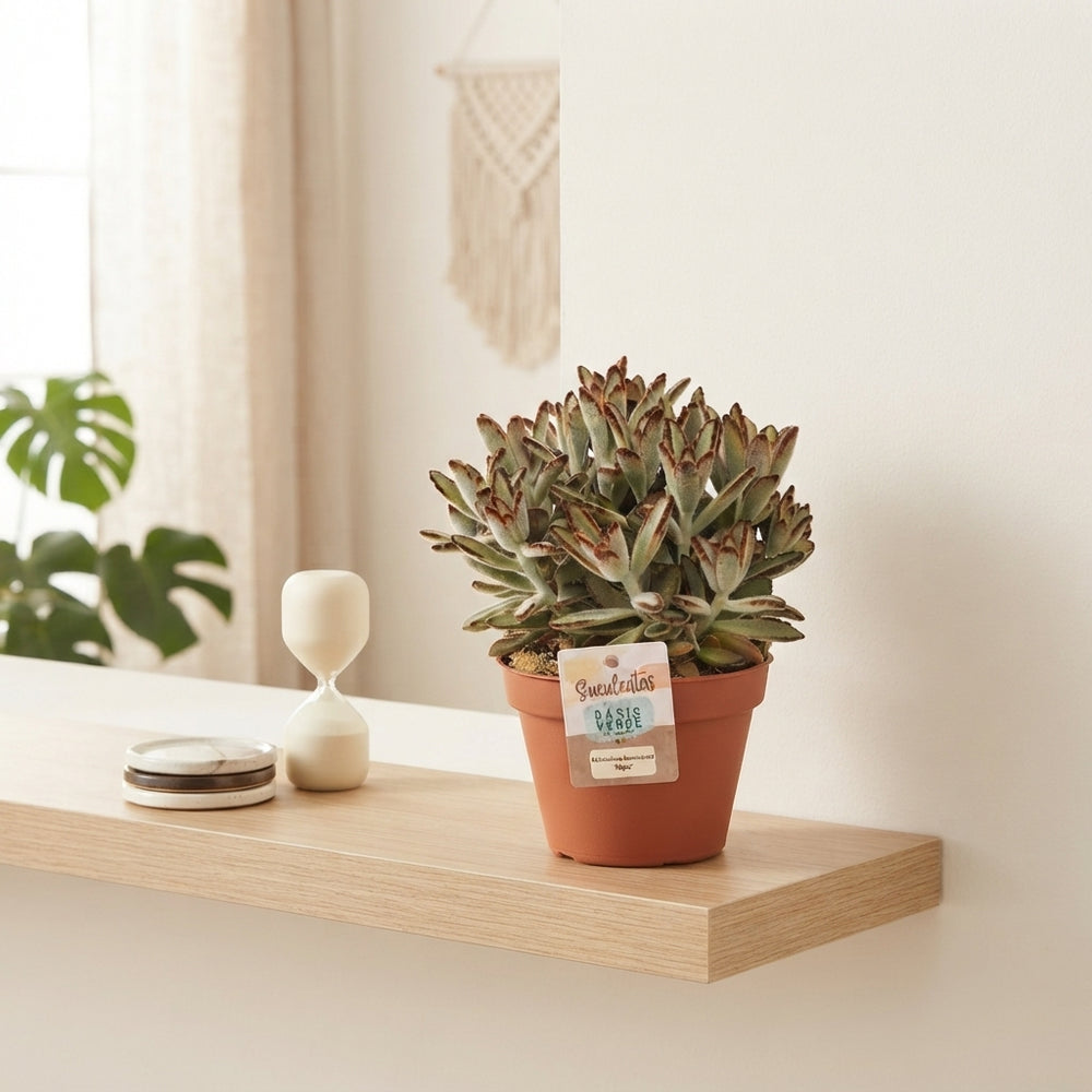 Panda Plant (Kalanchoe tomentosa 'Nigra') – 14cm Pot
