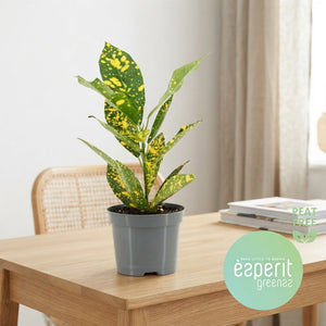 Gold Sun Croton (Codiaeum variegatum) – 8.5cm Pot
