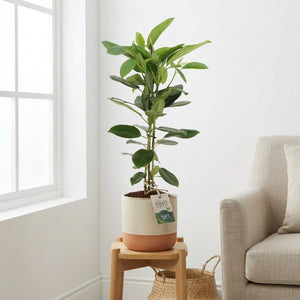 Ficus ‘Miyuki’ (Ficus microcarpa) – 17cm Pot, Approx. 65cm High
