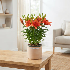 Mixed Asiatic Lilies – 13cm Pot, 35cm High