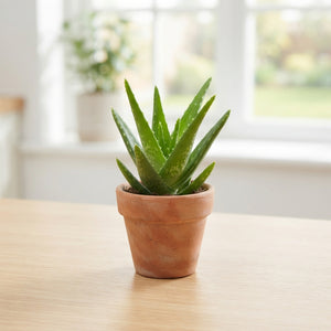 Aloe Vera Plant – 5.5cm Pot