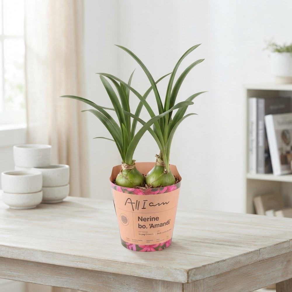 Mixed Nerine Flower Bulb Pot Cover