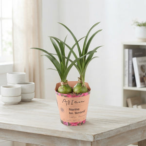 Mixed Nerine Flower Bulb Pot Cover