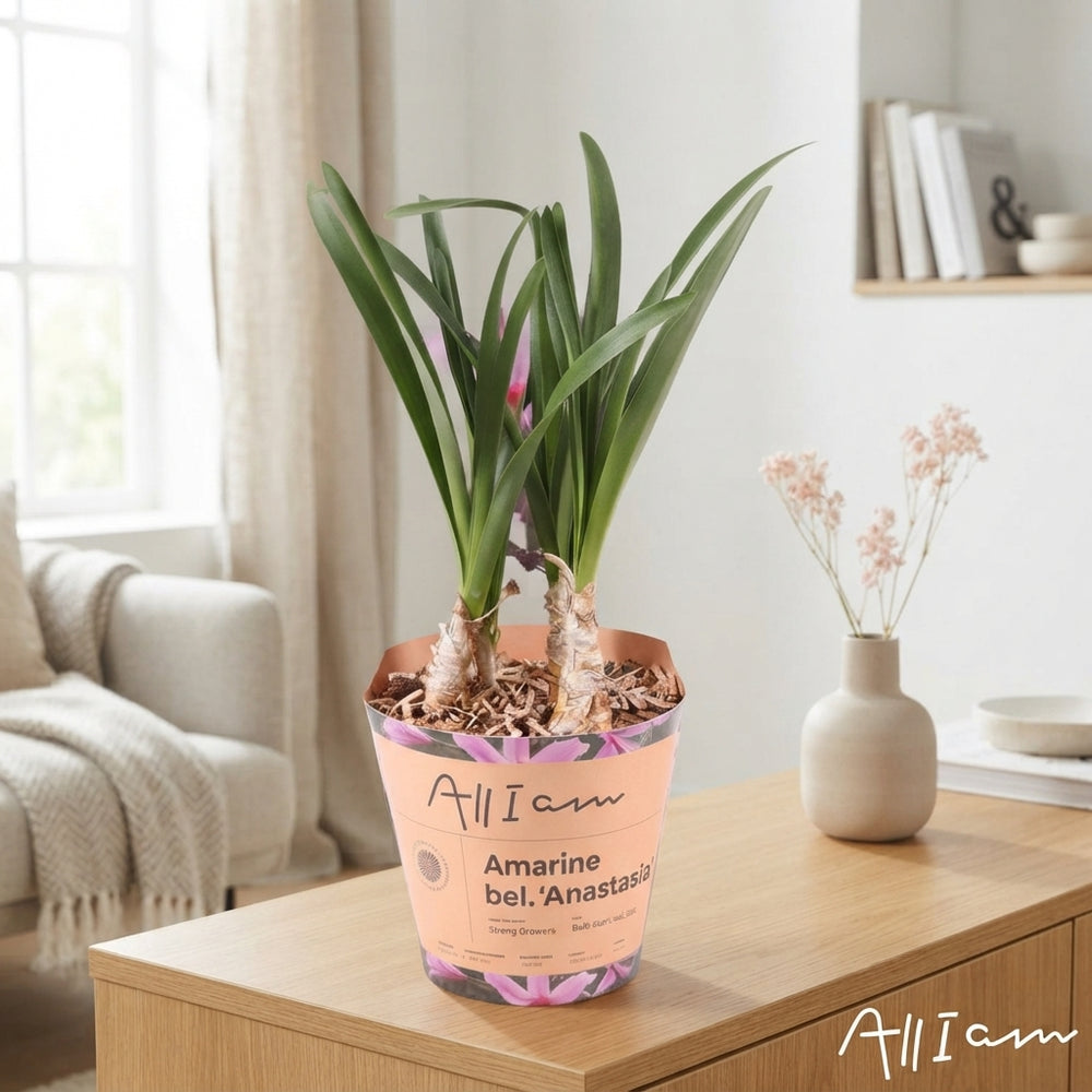 Amarine Belladiva ‘Anastasia’ Bulbs – 6 Pack