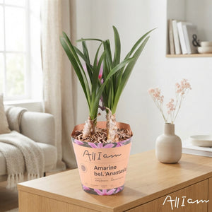 Amarine Belladiva ‘Anastasia’ Bulbs – 6 Pack