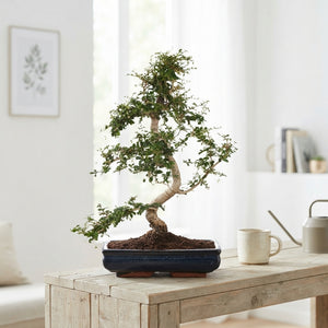 Indoor Bonsai Tree – 35cm Ceramic Pot, Approx. 65cm High