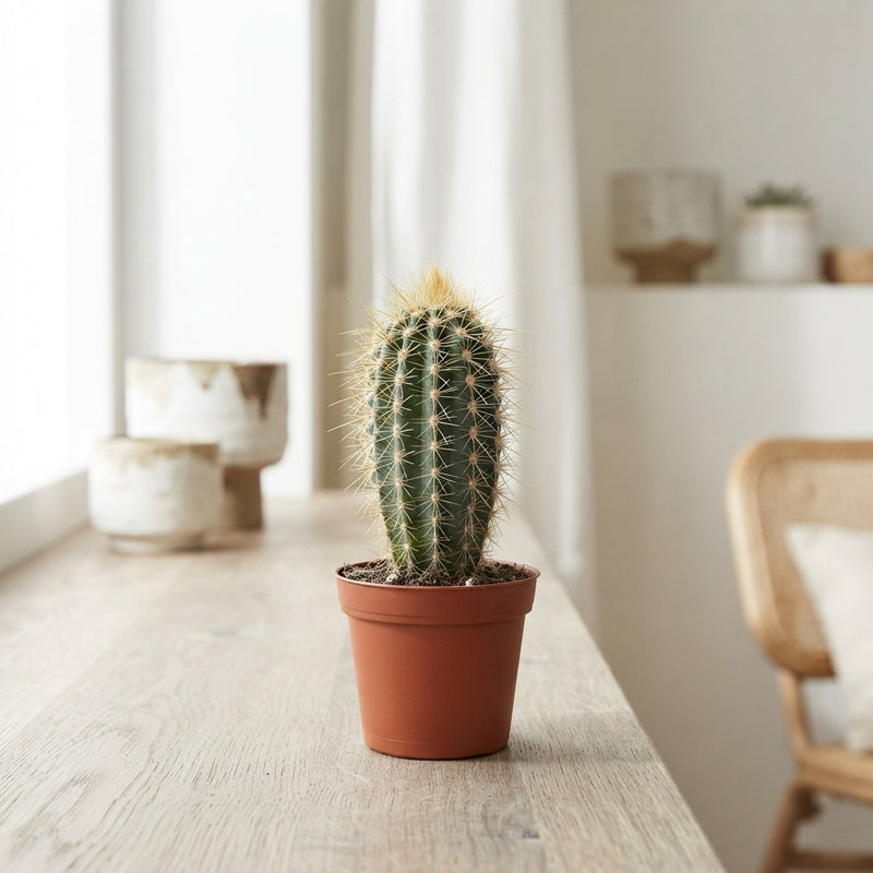 Mixed Cactus Collection – 5.5cm Pot