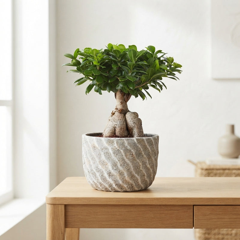 Ficus Ginseng Bonsai (Ficus microcarpa) – 27cm Ceramic Pot