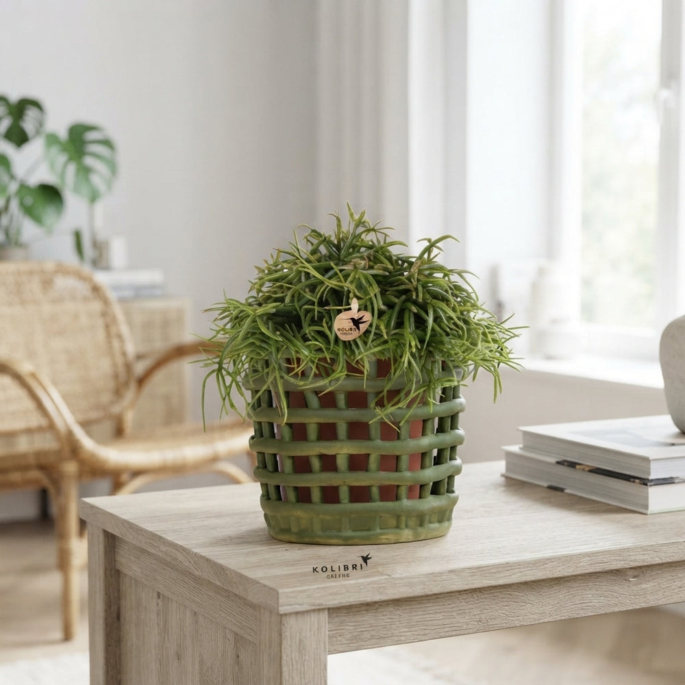 Rhipsalis Mixed Houseplant – 12cm Ceramic Pot
