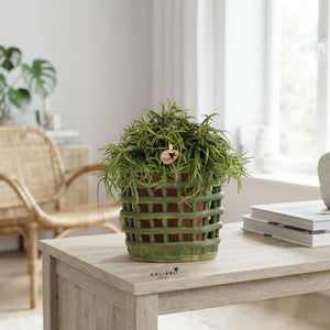 Rhipsalis Mixed Houseplant – 12cm Ceramic Pot